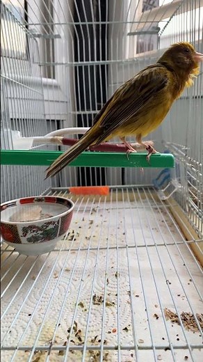 Canary Sounds for Sleep – Peaceful Natural Bird Song
