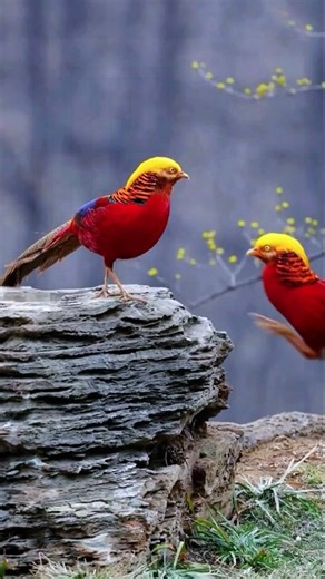 Natural Farming Using Animal Waste | Manure-Based Organic Farming