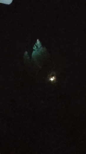 owl hooting 🦉#owls #birds