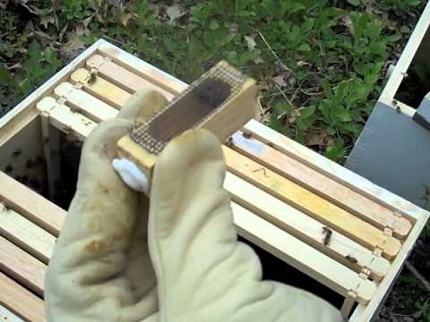 Installing Package Bees