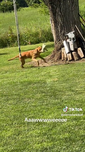 #phil #aw #dog #dogmom