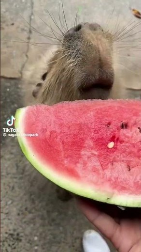 Capybara eating a watermelon 🍉