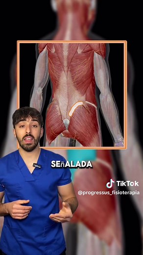 Anatomía del Dorsal Ancho: Funciones y Ejercicios Clave