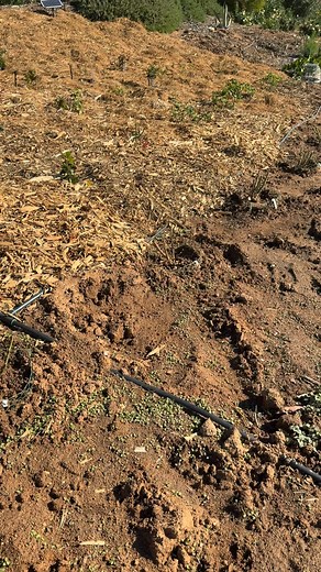 Bare root rose planting continues this week now that the rain has passed. I’m excited to plant some unique varieties that you may never have seen. They will make great additions to our Farm Stand bouquets and I think you’ll love them! #earlylightfarms #ramona #farmstand #ramonafarmstand #flowers #roses #barerootroses #rosegrower #farmfreshflowers | Early Light Farms