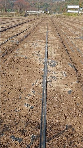 Installing a Garlic Field Watering Hose Once eliminates the need for watering from planting until...