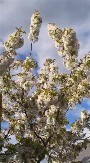 Beautiful Cherry Tree Moments