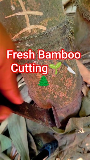 Fresh Bamboo Cutting#BambooWork#VillageLife#RuralLife#NatureVideo#SatisfyingVideo#CuttingVideo