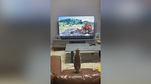 Adorable meerkat enthralled by Disney's Lion King: timon's priceless reaction goes viral!
