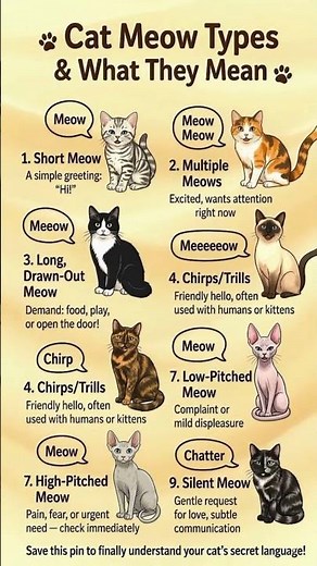 What Your Cat’s Meows REALLY Mean 🐱🔊 Cat Language Explained!