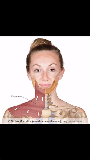  LearnMuscles.com  Excellence-in-education  Platysma The...