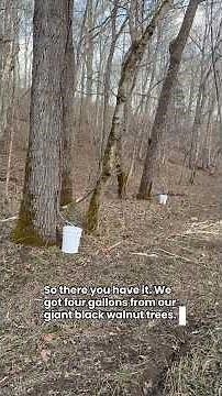 Maple Tapping: Collecting Black Walnut Sap!!! #mapletapping #homestead #ruralking #blackwalnut
