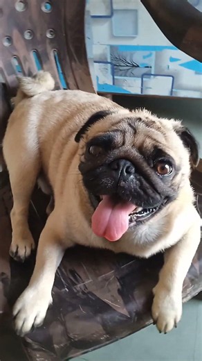 #💞song✔️then like not correct dislike❌#trend#pug#like#cartoon#funny#cute#shorts#short#love#kids#sad