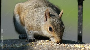 The eastern gray squirrel, also known, particularly outside of North America, as simply the grey squirrel, is a tree squirrel in the genus Sciurus.
