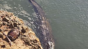 ‘Waiting for a feed’: Chilling footage of large crocodile near where man was taken