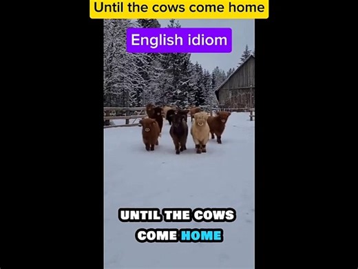 Until the cows come home (idiom)
