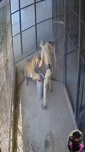 93K views · 1K reactions | Tiger Attacks Guard During Feeding—Trained Man Fights Back and Safely Secures the Beast in Dramatic Struggle. #tiger #animals #wildlife | Spy the Wild | Facebook