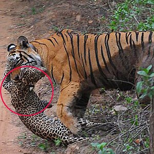 729K views · 1.3K reactions | Power of The TIGER - Incredible Tiger Attacks - Tiger vs Boar, Cow, Crocodile, Monkey & More Animals #wildlife #animal #tiger | Love Animals | Facebook