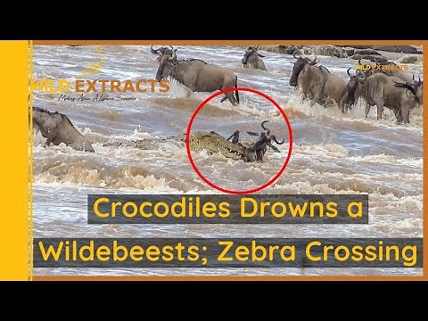 Wildebeest and zebras cross Mara River and crocodiles attack Wildebeest || Wild Extracts