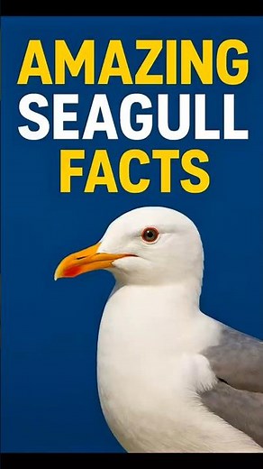 Amazing Seagull Facts You Didn’t Know! #shorts