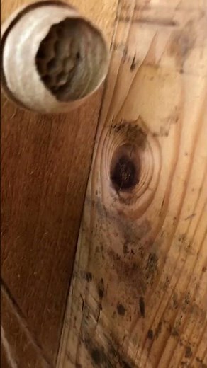 Inside a wasp’s nest (wasp's byke) 😱 - a delicate, complex structure