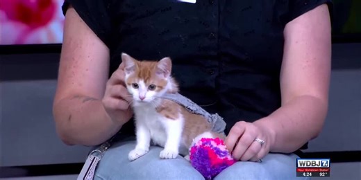 Pet Talk Looks at Manx Syndrome