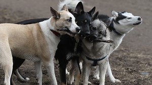 Dog census helps track population, safety