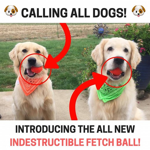 The Best Fetch Ball For Dogs! 🐶 Bounces, floats and cleans your dog's teeth 🤗 Good Bye Tennis Balls, Hello WunderBall! 😍 Get yours here 👉 http://bit.ly/WunderBalls | WACKYwalk'r