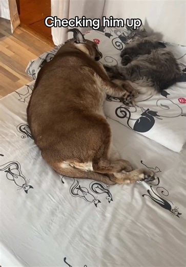 Gosha still does not care about his dad’s shenanigans.i