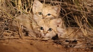 8.4K views · 546 reactions | We know times are tough right now. To bring some cheer onto all of our screens, we’ve collected some of our favorite #wildcat videos to share with you. Wherever you are in the world, we hope you enjoy a window to the wild: https://www.panthera.org/window-wild | Panthera | Facebook