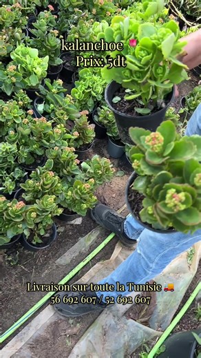 Kalanchoe : Plante Grasse Facile à Entretenir