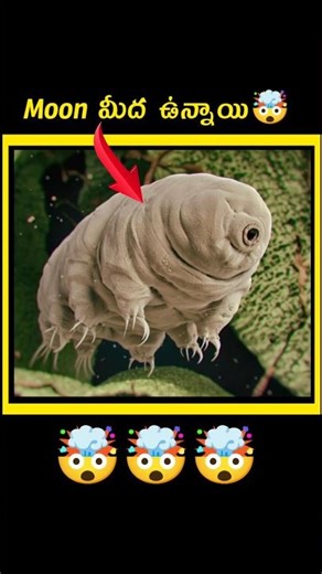 🥶 Tardigrades Lives On Moon surface ? | Moon Surface | Tardigrades