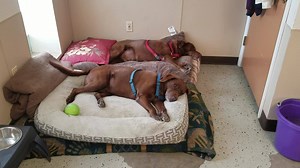 11K views · 212 reactions | These two handsome Chocolate Boys didn't...