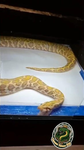 Karmienie pytona na żywo – tego się nie spodziewasz! 🐍🔥