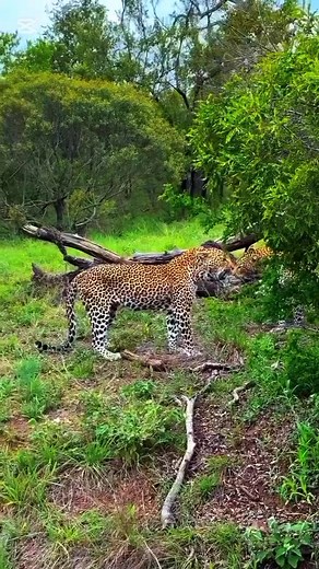29K views · 132 reactions | Three leopards aggressively fighting each other... ... ... ... .... ... ... #leopard #discovery #fighting #wildanimals #wildlifephotography #animals #leopardsfighting #viralvideochallenge #wildlife #hunting #puppiesworld | Puppies world | Facebook