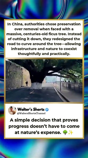 They Built a Road Around This Tree 🌳🤯