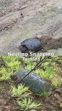 Snapping Turtles Nesting in Northern Ontario | Rare Wildlife Footage