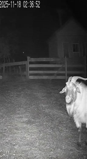 Haunted Night: Sheep Cries Alone in the Dark… CCTV Captures Something Terrifying 👁🐑