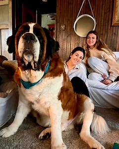 464K views · 10K reactions | Gigantic dog gets stuck everywhere  #hugedog #saintbernard #cuddlebuddies | Cuddle Buddies | Facebook