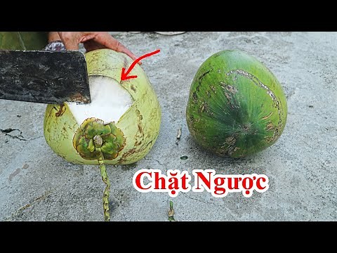 Thì Ra Là Chặt Dừa Ngược Đầu Như Này ! Uống Nước Dừa Bao Năm Bây Giờ Mới Biết . Cách Chặt Dừa Hay