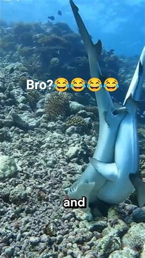 Sharks mate like humans?😂 #shark#shorts #shortfeed