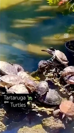 Have a Lucky Day #koinonia #koiponds #turtleshorts #naturelovers #kingfishfry #godblessusall #god
