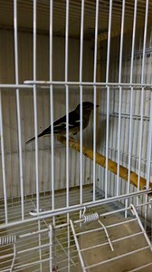 Female chaffinch | Zouhair's Aviary