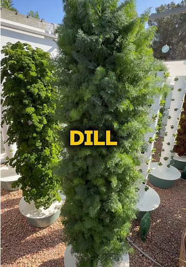Growing dill on aeroponic towers is all about choosing the right variety. Instead of traditional dill, which can grow up to 1.5 meters tall, we go for compact varieties like Teddy or Thalia. These stay low and bushy, usually around 30–50 cm, making them ideal for vertical systems where space efficiency matters. To really maximize production, we sow five seeds per port. This gives us full, dense bunches and helps us get the most out of every tower. From transplant to harvest, dill is fast, ready