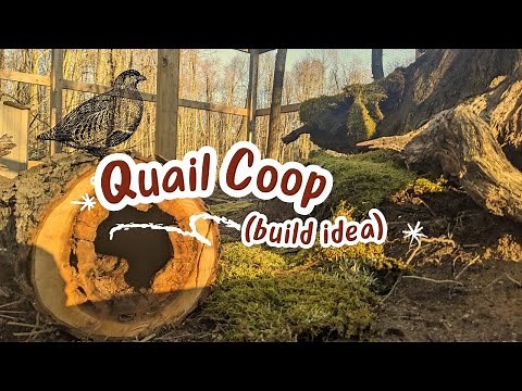 Quail Coop! (Build idea)