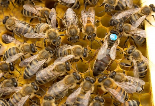 Buy Queen Bees | Mated Queen Bees For Sale | Buckfast Queens