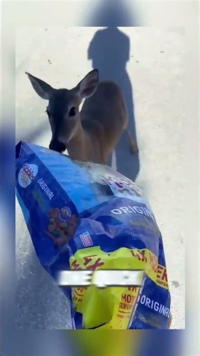 HELP! Disoriented Deer Panics With Bag on Its Head!