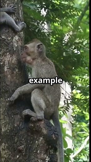 What Does 'Arboreal' Mean?