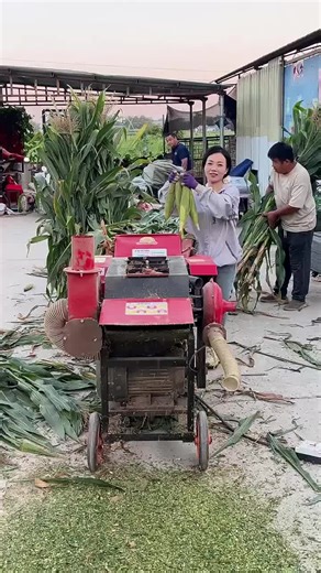 #chaff #chaffcutter#cutter#chopper#grass #crusher#machine#silagecutter#grinder#waste#farm#stalk#agriculture #factory#feed#animals#tiktok#foryoupage #cow#cattle