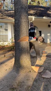 #trees #job #outdoors #work #service Red oak down🤘😎 | C&B Tree Service