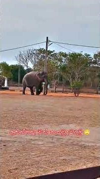 🐘 Amazing Elephants – Gentle Giants of the Wildebruary ...